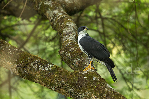 Mohrenhabicht (Accipiter melanoleucus)