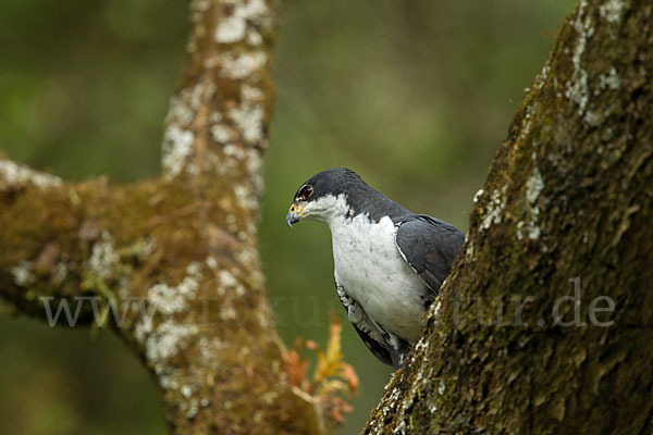 Mohrenhabicht (Accipiter melanoleucus)