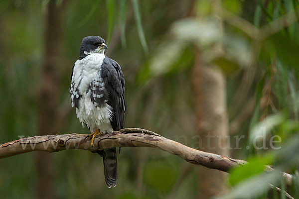 Mohrenhabicht (Accipiter melanoleucus)