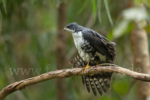 Mohrenhabicht (Accipiter melanoleucus)