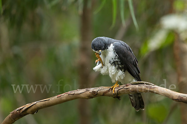 Mohrenhabicht (Accipiter melanoleucus)