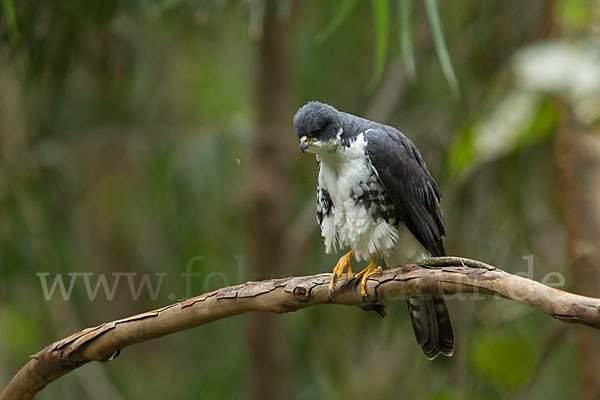 Mohrenhabicht (Accipiter melanoleucus)