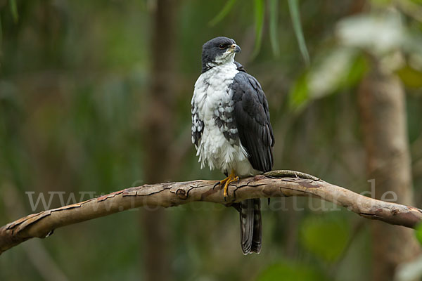 Mohrenhabicht (Accipiter melanoleucus)