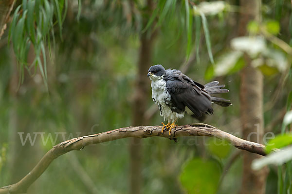 Mohrenhabicht (Accipiter melanoleucus)