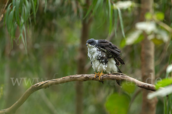 Mohrenhabicht (Accipiter melanoleucus)