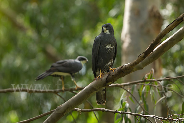 Mohrenhabicht (Accipiter melanoleucus)