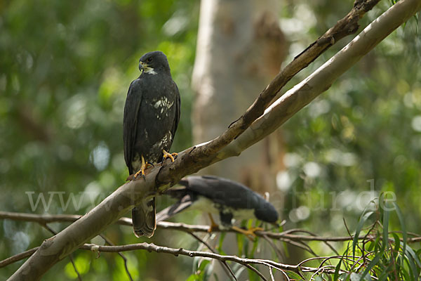 Mohrenhabicht (Accipiter melanoleucus)