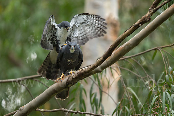 Mohrenhabicht (Accipiter melanoleucus)