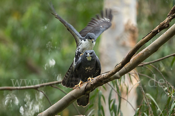 Mohrenhabicht (Accipiter melanoleucus)