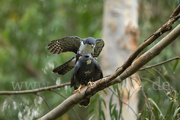 Mohrenhabicht (Accipiter melanoleucus)