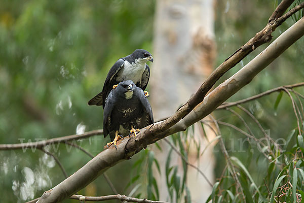 Mohrenhabicht (Accipiter melanoleucus)