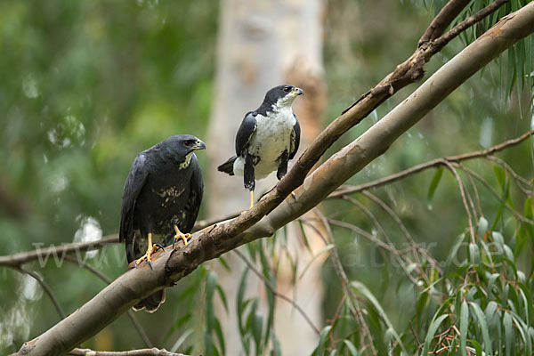 Mohrenhabicht (Accipiter melanoleucus)