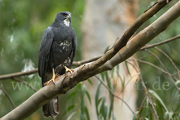 Mohrenhabicht (Accipiter melanoleucus)