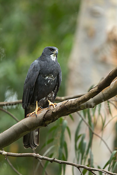 Mohrenhabicht (Accipiter melanoleucus)