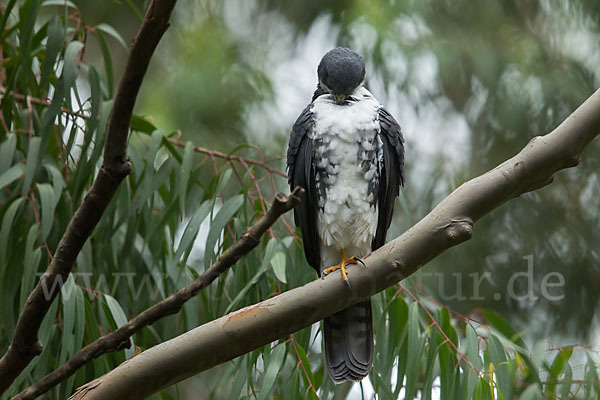 Mohrenhabicht (Accipiter melanoleucus)