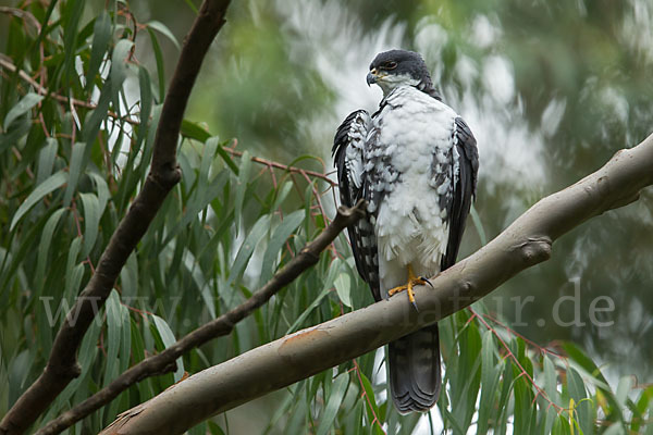 Mohrenhabicht (Accipiter melanoleucus)