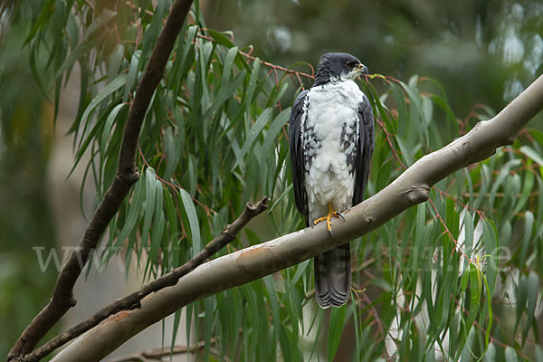 Mohrenhabicht (Accipiter melanoleucus)