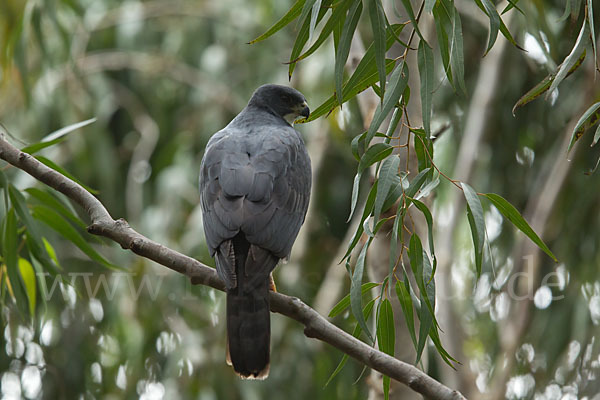 Mohrenhabicht (Accipiter melanoleucus)