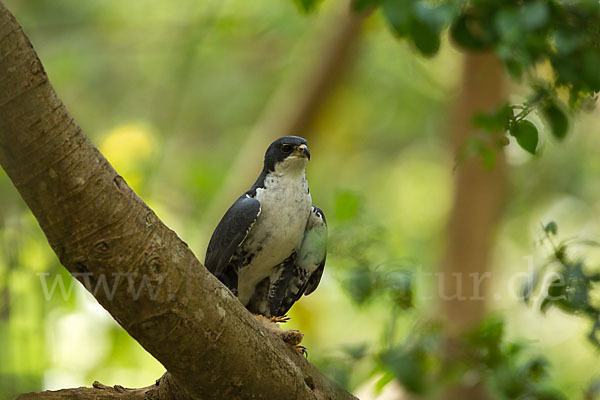 Mohrenhabicht (Accipiter melanoleucus)