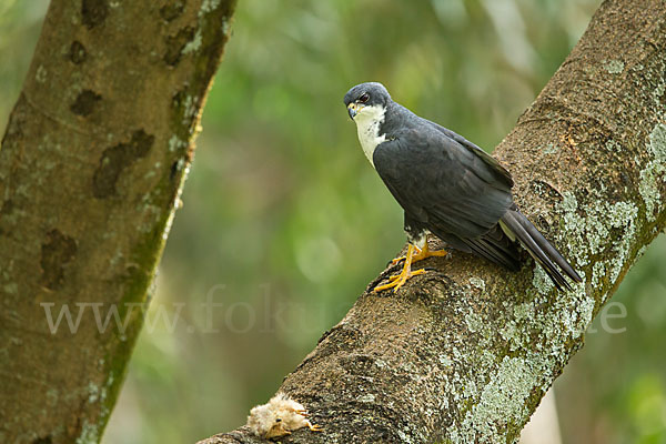 Mohrenhabicht (Accipiter melanoleucus)