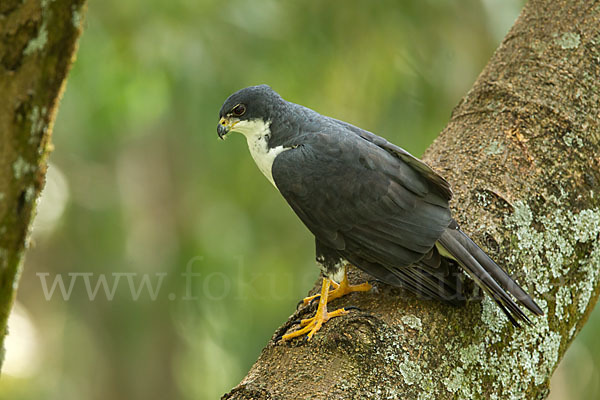 Mohrenhabicht (Accipiter melanoleucus)