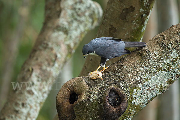 Mohrenhabicht (Accipiter melanoleucus)