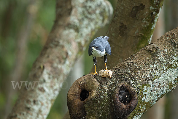 Mohrenhabicht (Accipiter melanoleucus)