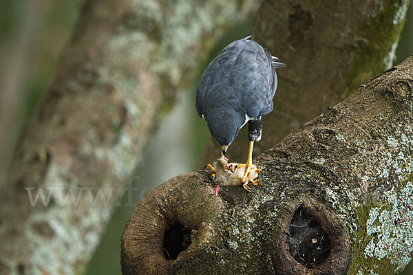 Mohrenhabicht (Accipiter melanoleucus)