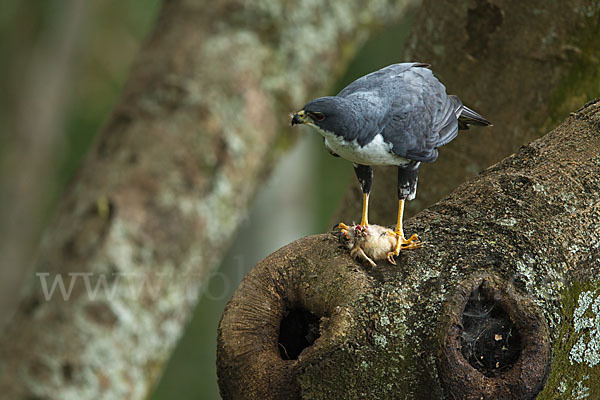 Mohrenhabicht (Accipiter melanoleucus)