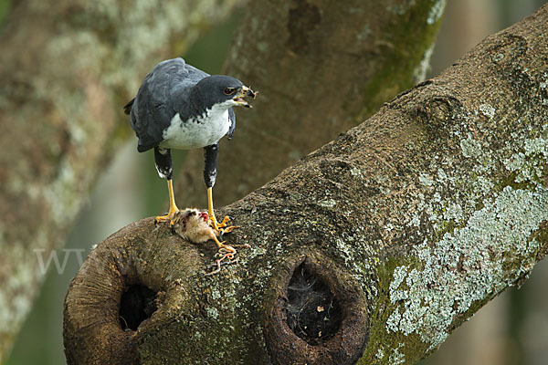 Mohrenhabicht (Accipiter melanoleucus)