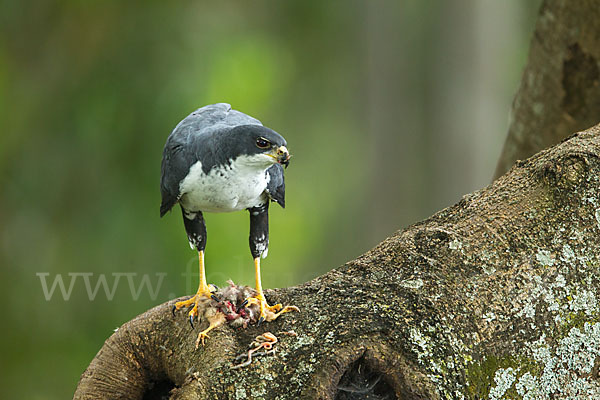 Mohrenhabicht (Accipiter melanoleucus)