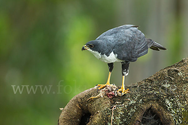 Mohrenhabicht (Accipiter melanoleucus)