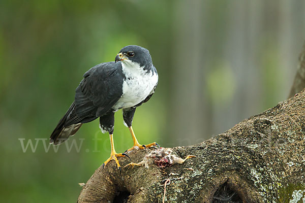 Mohrenhabicht (Accipiter melanoleucus)