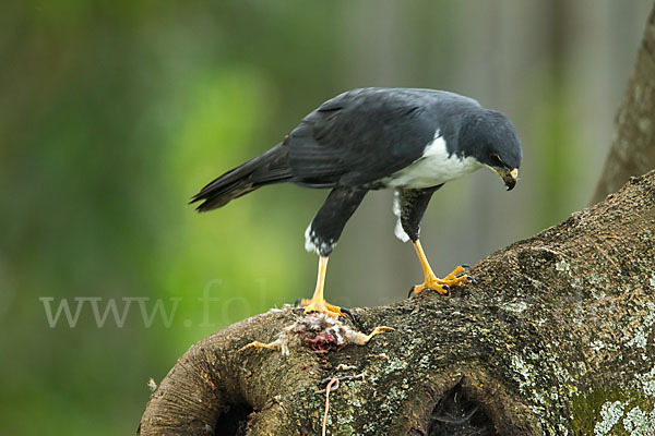 Mohrenhabicht (Accipiter melanoleucus)