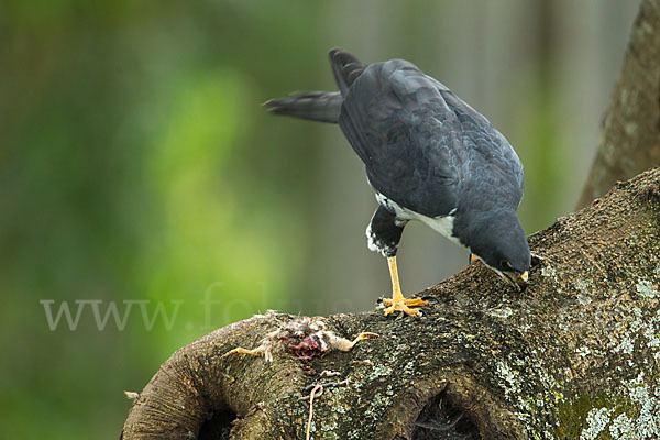 Mohrenhabicht (Accipiter melanoleucus)