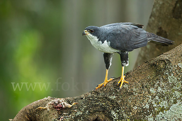 Mohrenhabicht (Accipiter melanoleucus)