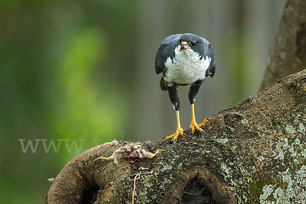 Mohrenhabicht (Accipiter melanoleucus)