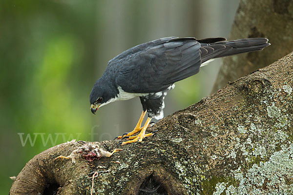 Mohrenhabicht (Accipiter melanoleucus)