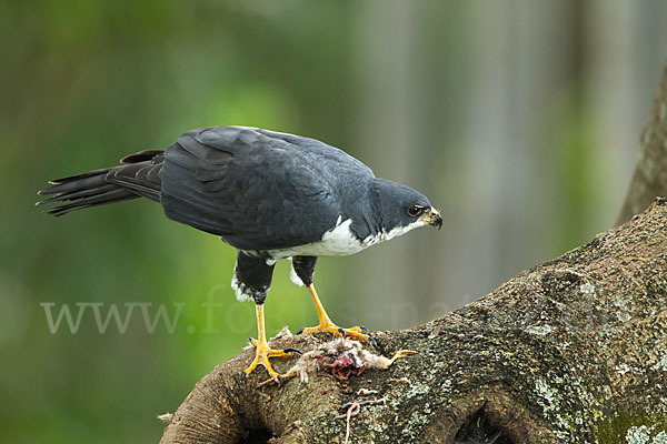 Mohrenhabicht (Accipiter melanoleucus)