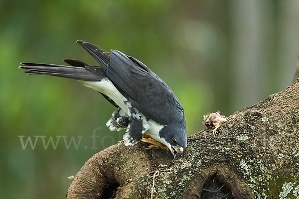 Mohrenhabicht (Accipiter melanoleucus)