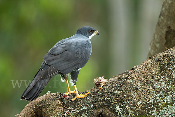 Mohrenhabicht (Accipiter melanoleucus)