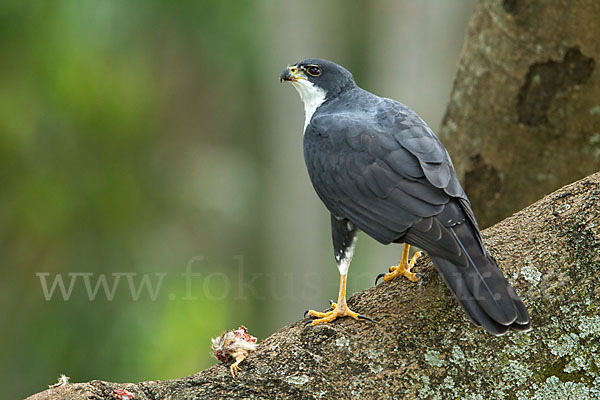 Mohrenhabicht (Accipiter melanoleucus)