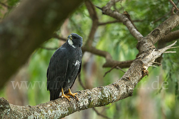 Mohrenhabicht (Accipiter melanoleucus)