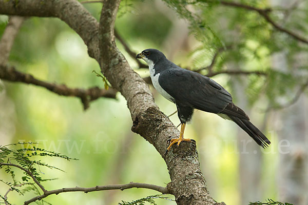 Mohrenhabicht (Accipiter melanoleucus)