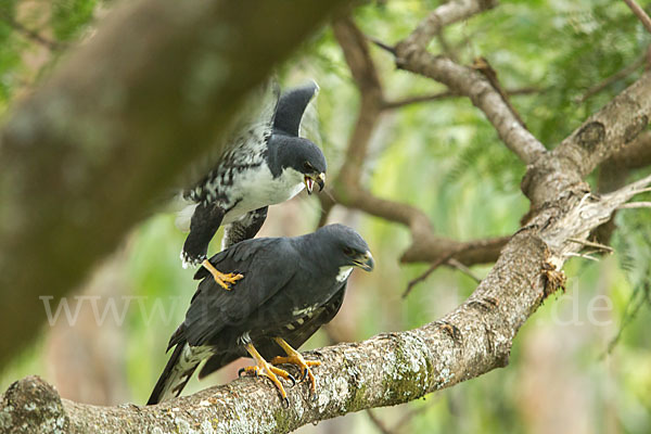 Mohrenhabicht (Accipiter melanoleucus)