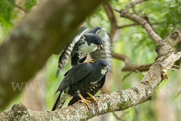 Mohrenhabicht (Accipiter melanoleucus)