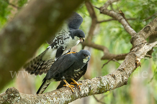 Mohrenhabicht (Accipiter melanoleucus)