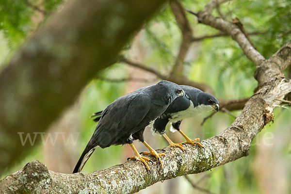 Mohrenhabicht (Accipiter melanoleucus)