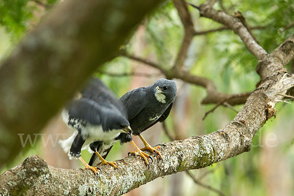 Mohrenhabicht (Accipiter melanoleucus)