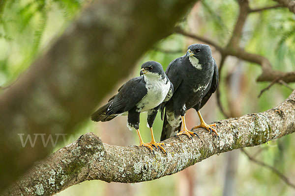 Mohrenhabicht (Accipiter melanoleucus)